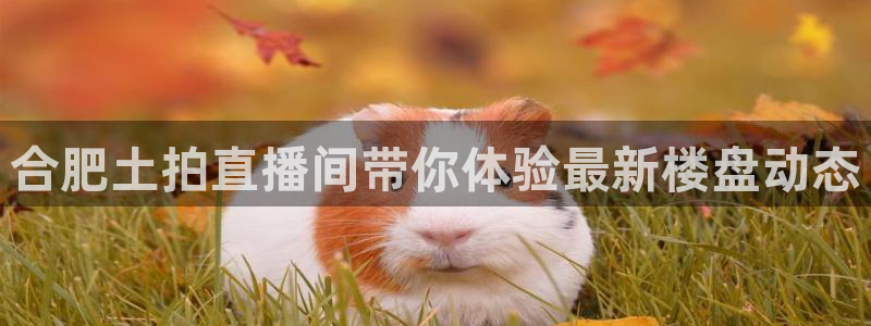 足球高清免费直播柠檬：合肥土拍直播间带你体验最新楼盘动态